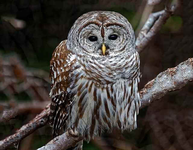 A barred owl perched in a tree in Ohio.