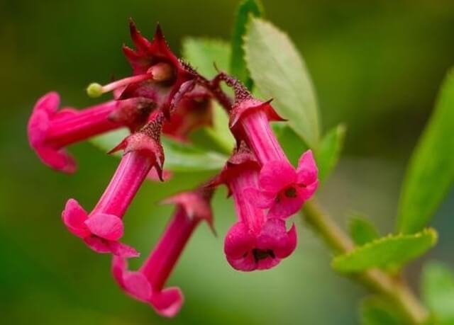Beardtongue Flower (Penstemon)