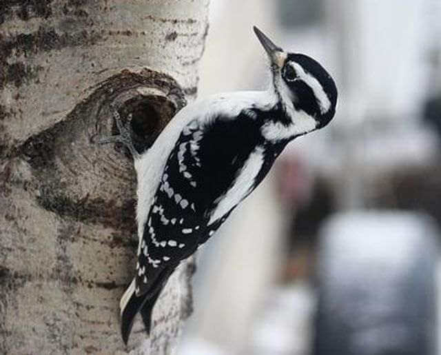 A hairy woodpecker perched on a tree making a hole.