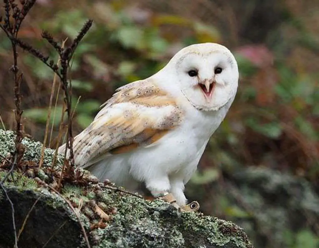 A barn owl perched on a large rock.