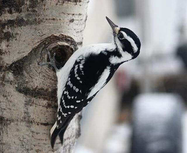 A hairy woodpecker perched on a tree.