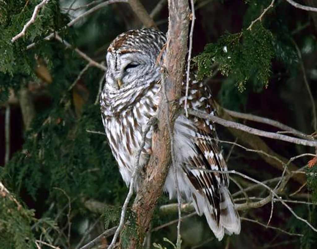 A barred owl perched in a tree.