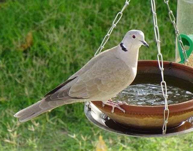 An Eurasian Collared-Dove drinking water from a bird bath.