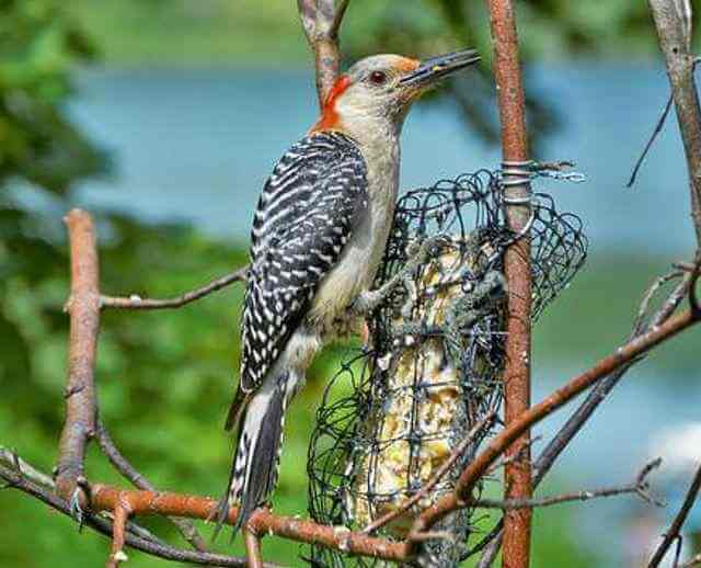 A red-bellied woodpecker perched on a suet feeder.