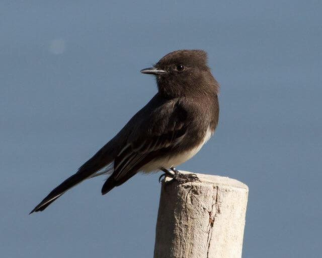 A Black Phoebe perched on a wooden post.