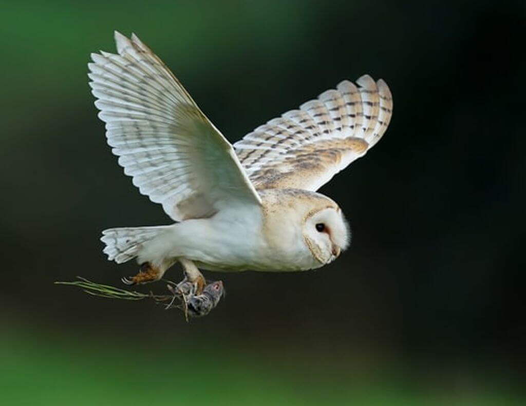 Barn Owl in flight with prey, a freshly caught vole.