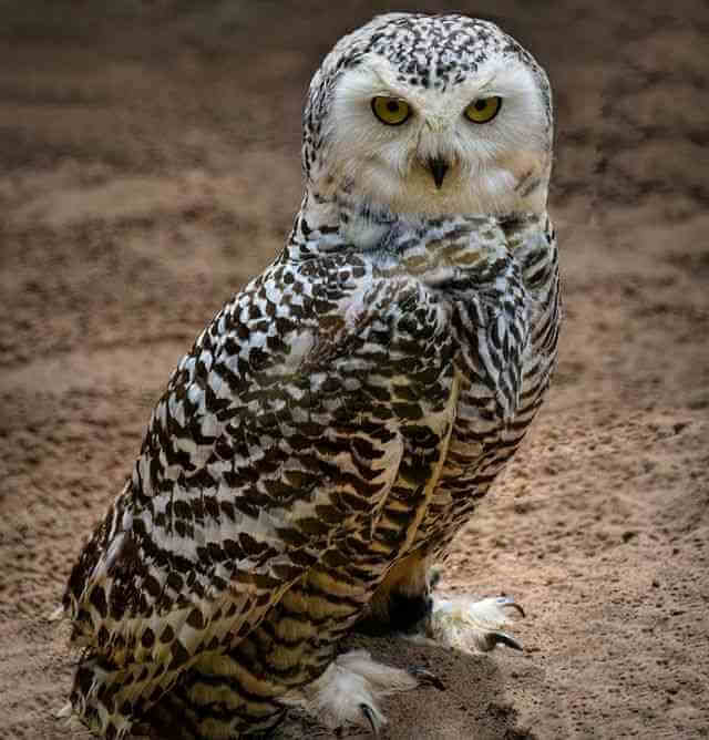A Boreal Owl
