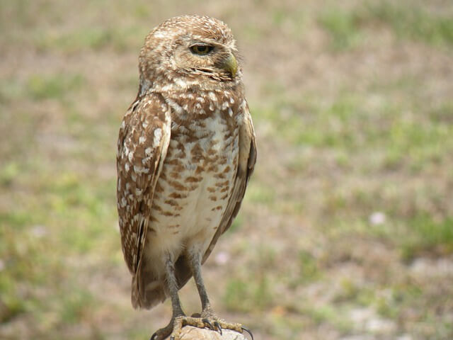 A burrowing owl perched on a rock.