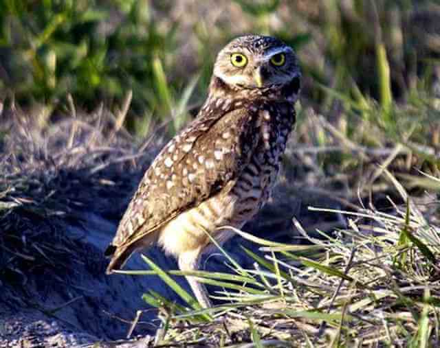 A burrowing owl foraging on the ground near its burrow.