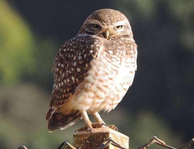 A Burrowing Owl perched on a fence post.