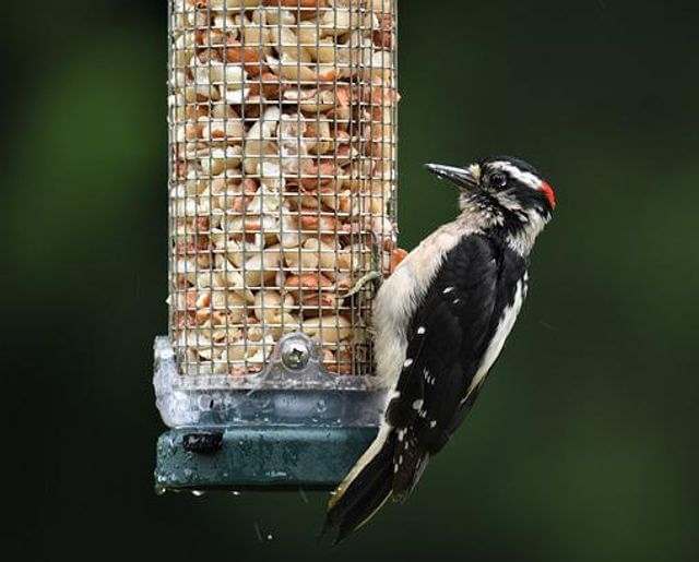 A downy woodpecker perched on a feeder.