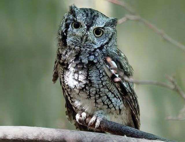 An Eastern Screech-Owl perched on a tree, branch.