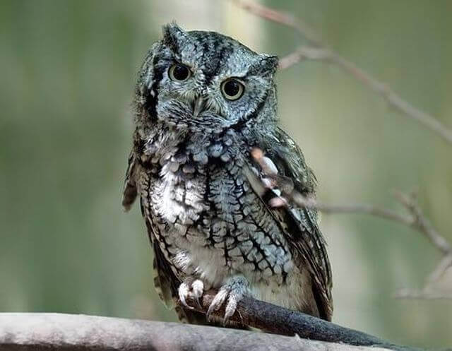 An Eastern Screech Owl perched on a fence.