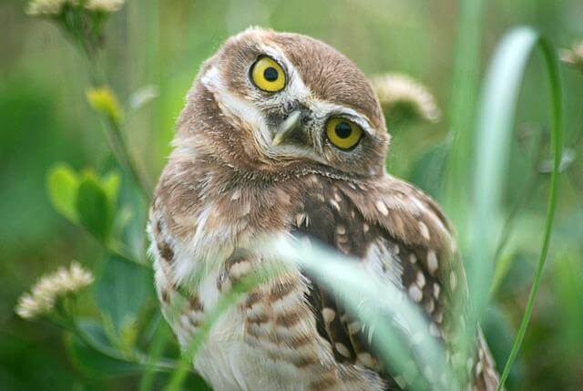 Elf Owl 