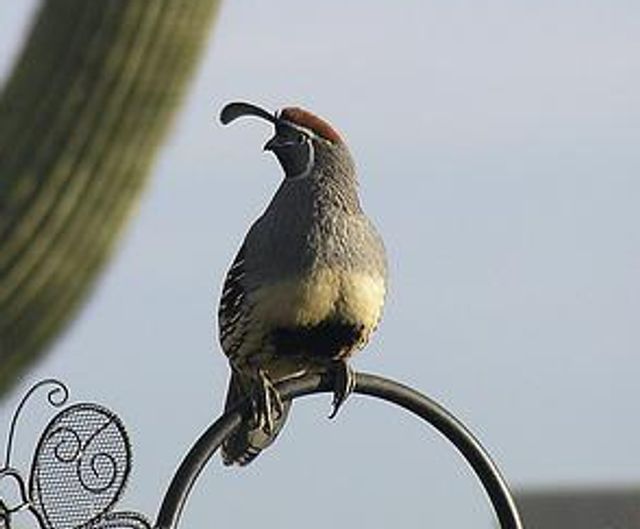 A Gambel's Quail perched on a shepherd hook.