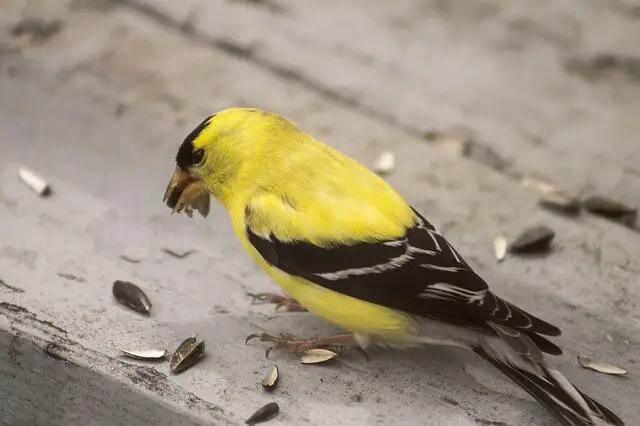 An American Goldfinch eating sunflower seeds.