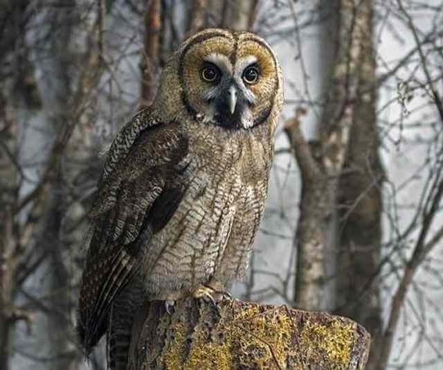 A great gray owl perched on a tree stump.