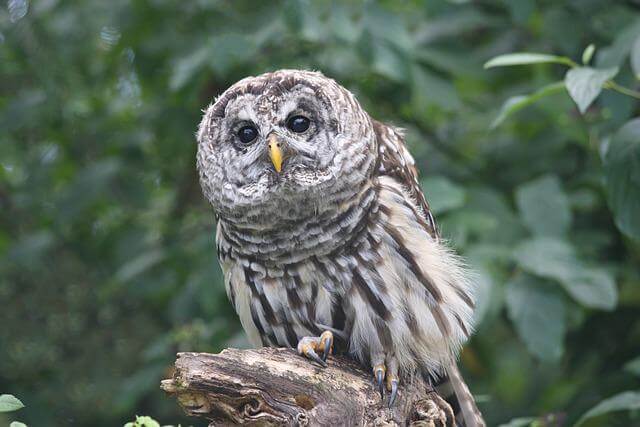 A Great Gray Owl perched on a decaying tree.