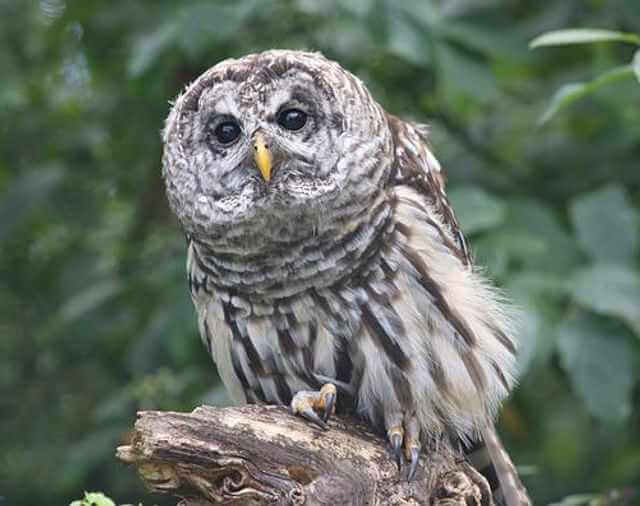 A Great Gray Owl perched on a tree stump.