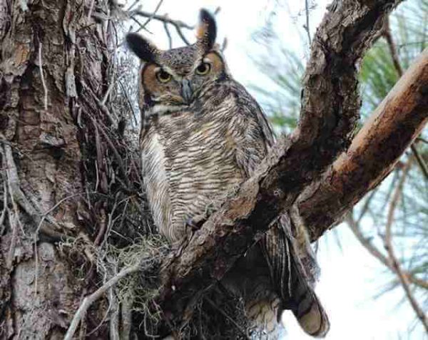 9 Types Of Owls In Missouri You Need To Know About