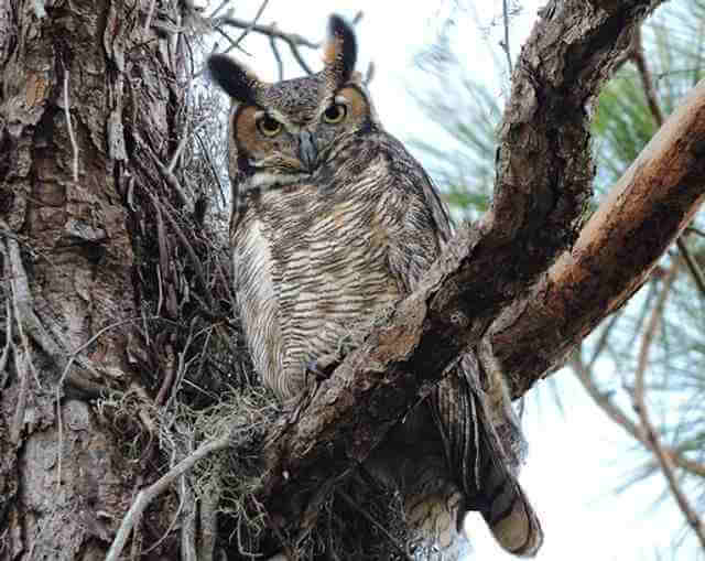 A great horned on perched in a tree.