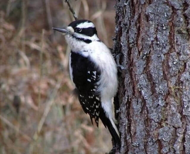 A Hairy Woodpecker perched on a tree.