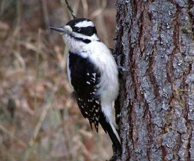 A Hairy Woodpecker perched on a tree trunk.