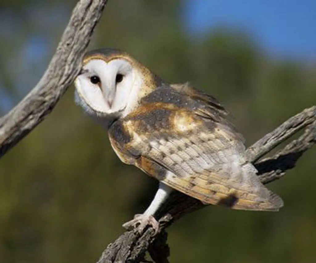 A barn owl perched in a tree.