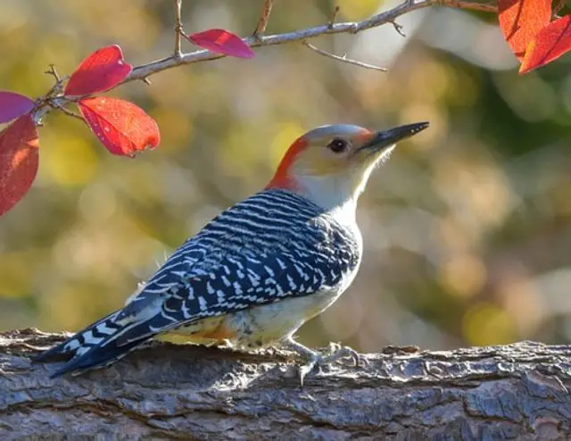 A Red-bellied Woodpecker perched on a tree.