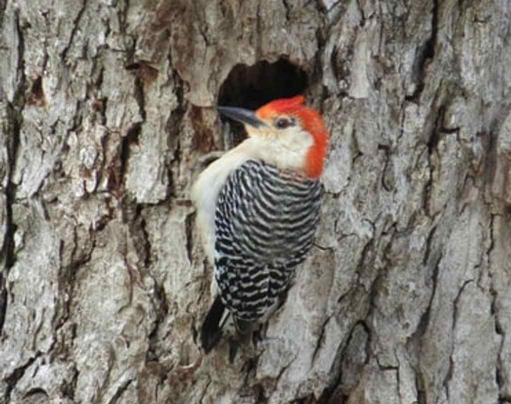 A red-bellied woodpecker making a hole in a tree.