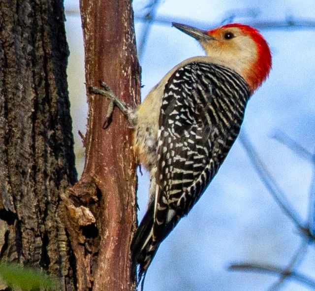 A red-bellied woodpecker perched on a tree.