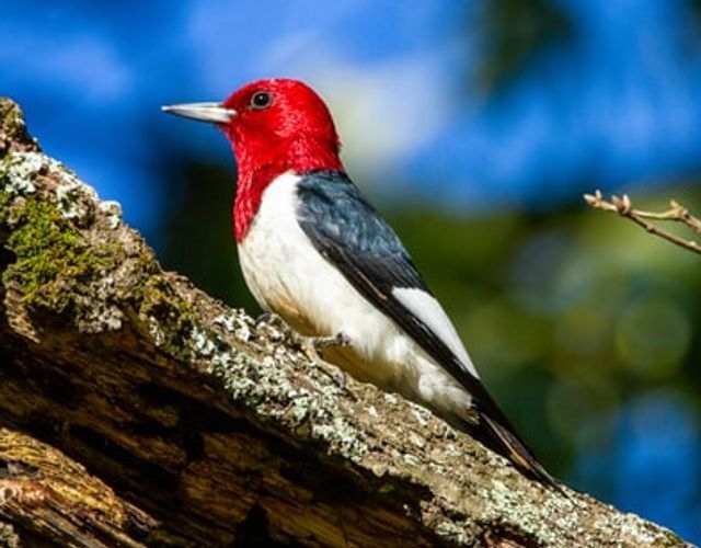 Red-headed Woodpecker perched on a dead tree.