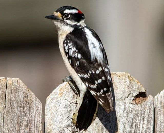 A downy woodpecker perched on a wood fence.