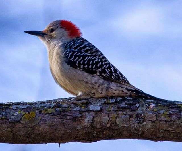A Red-bellied woodpecker perched on a tree.