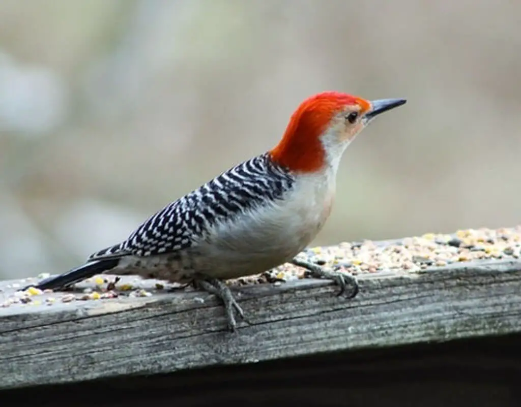 A red-bellied woodpecker perched on a wooden railing eating birdseed.