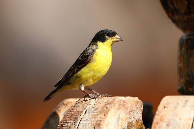 A lesser goldfinch perched on a fountain.