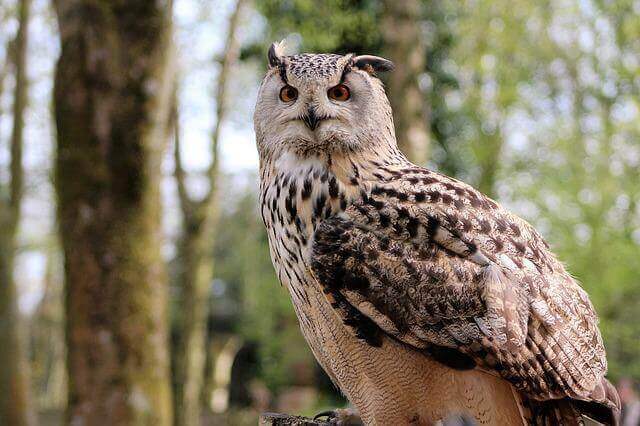 A Long-eared Owl