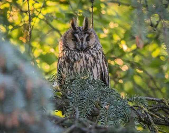 Long-eared Owl 