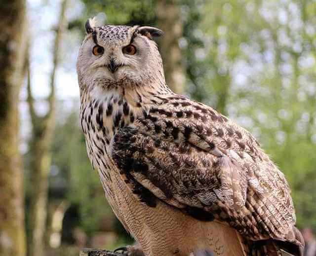 A long-eared owl