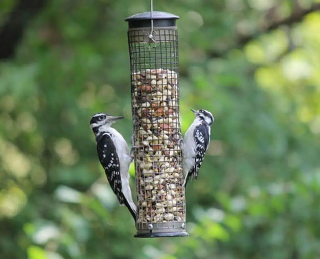 A downy and a hairy woodpecker eating at a tube feeder.