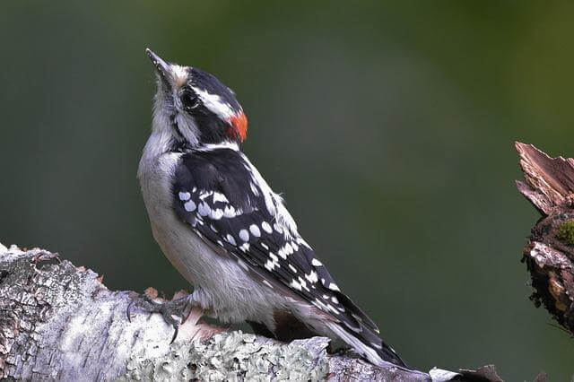 A male downy woodpecker perched on a tree.