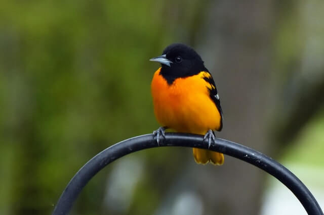 A Baltimore Oriole perched on a shepherds hook.