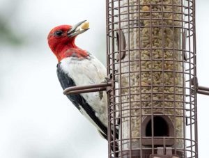 red-bellied woodpecker at feeder