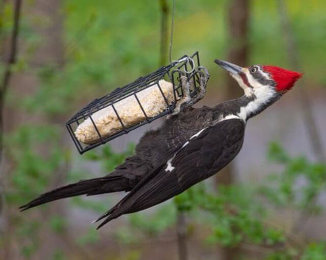 A Pileated Woodpecker perched on a suet feeder.