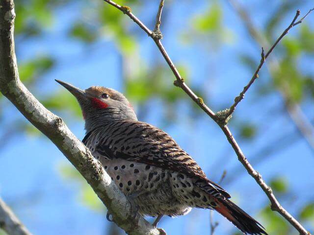 A Northern Flicker perched in a tree.