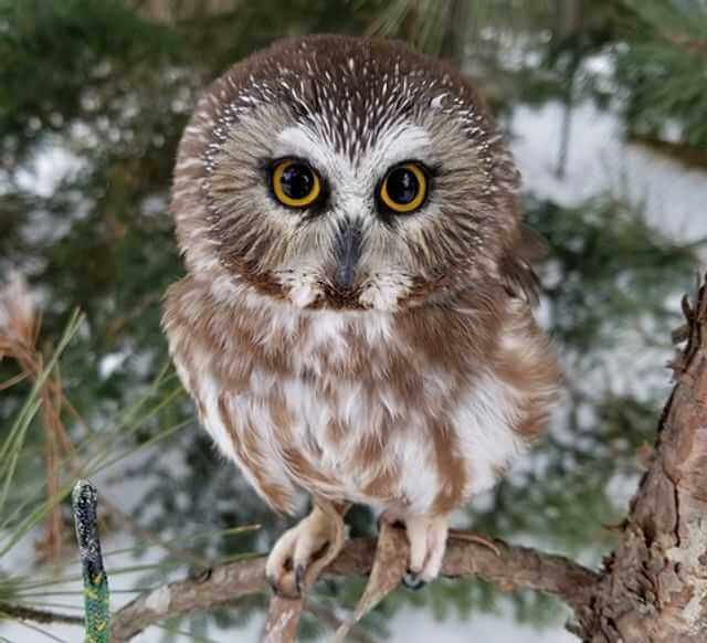 A Northern Saw-whet Owl perched in a tree.