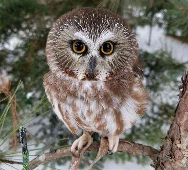 A Northern Saw-whet Owl perched in a tree.