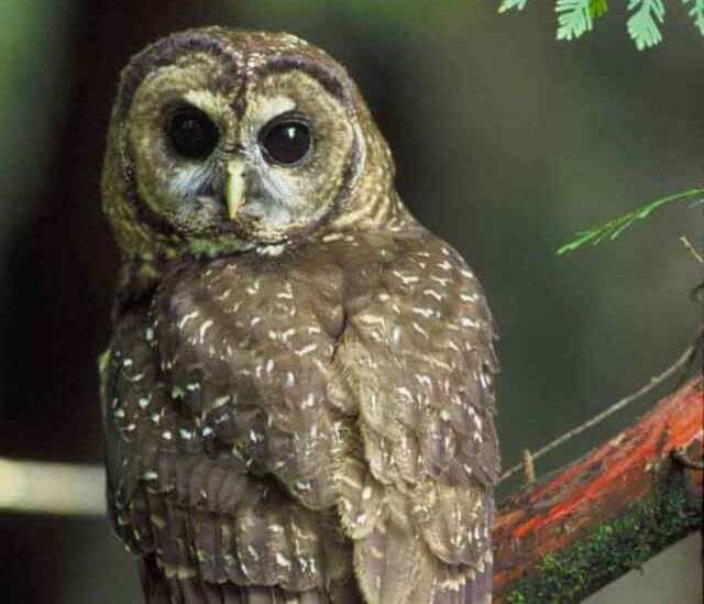 A Northern spotted owl perched in a tree.