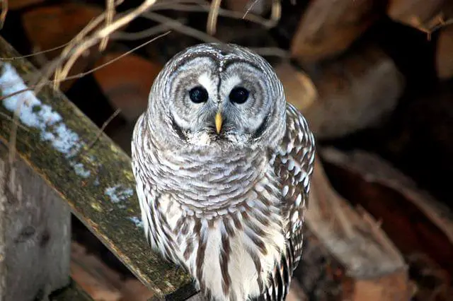 A barred owl perched on a wood plank.