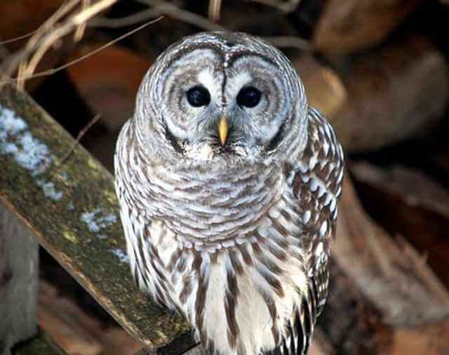 A barred owl perched on a wood plank.